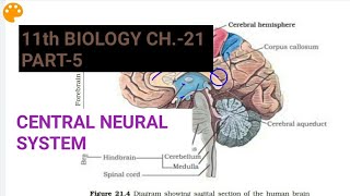 Class 11 Biology|Ch.-21 |Part-5||Central Neural System||Study with Farru