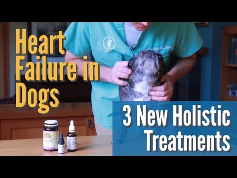 Heart Failure in Dogs: 3 NEW Holistic Treatments