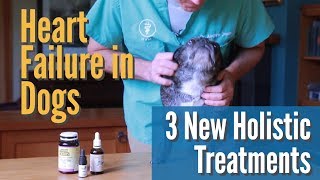 Heart Failure in Dogs: 3 NEW Holistic Treatments