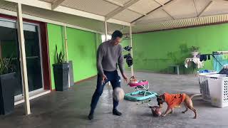 🐶❤️🎃hi  Rusty’s fans! Who wants to play with Rusty? I am very tired 😪 but I am  very happy 😃🐶🎃