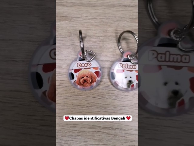 Vídeo relacionado con CÁDIZ CF - Chapa Identificativa para Perro, Placa para Grabar de Identificación, Personalizada del Cádiz, para Mascotas, Color Plata, Azul y Amarillo, Producto Oficial de (CyP Brands).