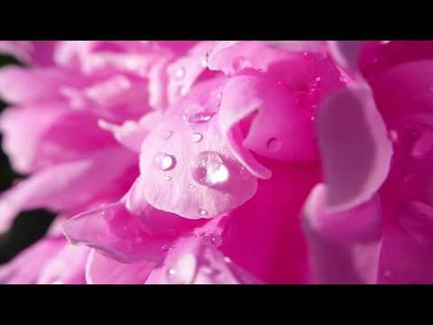 Mariana Somesan - Nici nu mai stiu de cate ori...