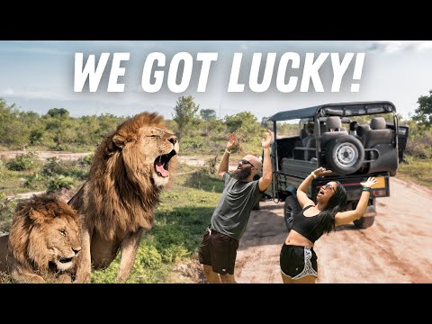 Our EPIC Safari Experience at Kruger National Park