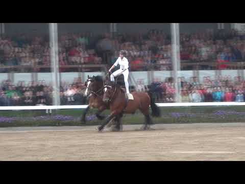 Hengstparade Warendorf 2017 - Ungarische Post