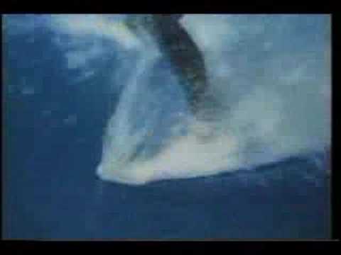 Merrell Fankhauser Tim Fankhauser "Monster Swell"