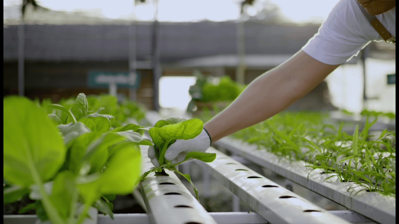 MP Work Service video