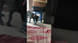 Shepard Labrador Puppies Videos