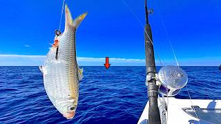 Download lagu Fishing with LIVE SARDINES in *300ft* DEEP for my Dinner! [Catch, Clean, Cook] mp3