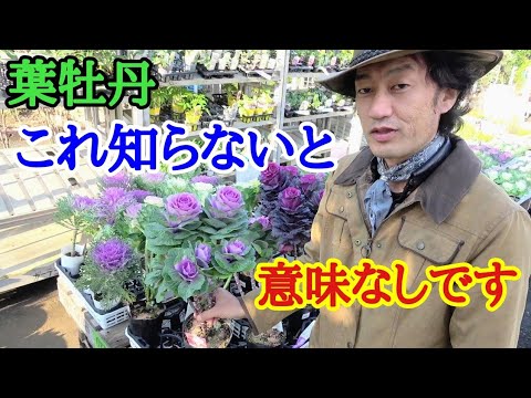 牡丹を何を連想するか