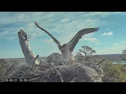 Female Osprey Chases Possible Intruder Away From Nest – March 21, 2018