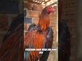 Perbedaan Ayam Pukul Dan Ayam Jalu Jagonyaayam Ayam Ayamjagoberkokok Ayamjago Musicmix Hewan