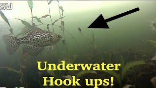 CRAPPIES, WALLEYES, PIKE, BASS - Ice Fishing with UNDERWATER CAMERA (Aqua Vu)