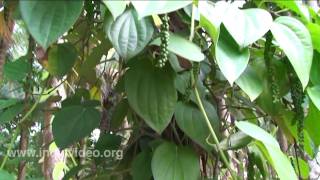 Black Pepper Farm at Palakkad