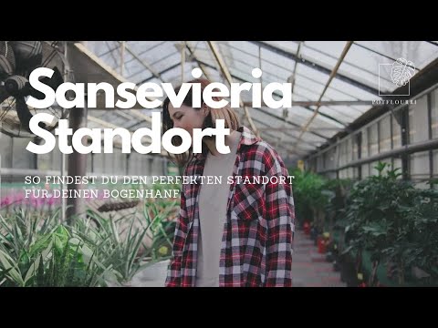 Sansevieria Standort: So findet dein Bogenhanf den perfekten Platz! 🌱 I potflourri