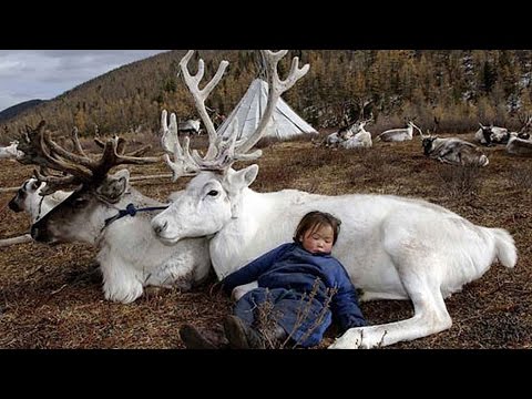 Im Land der Samen - Die letzten Rentiernomaden [Doku HD]