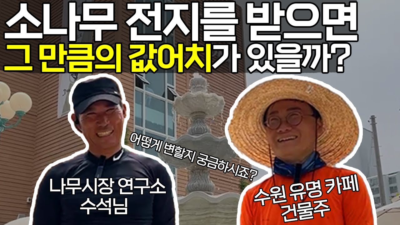 수원 카페 소나무 전지