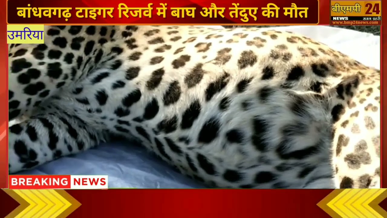 बांधवगढ़ नेशनल पार्क में तेंदुए और बाघ की हुई मौत