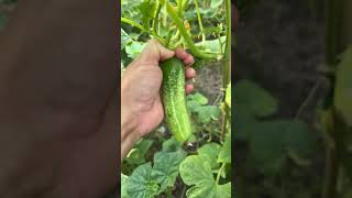 Download lagu #Harvestings some #cukes and #zukes again in the #garden (sorry for the missing audio) mp3 Download lagu #Harvestings some #cukes and #zukes again in the #garden (sorry for the missing audio) mp3