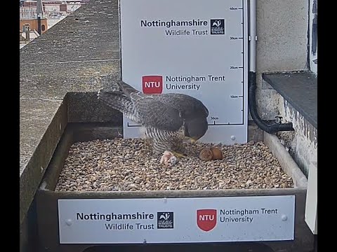 First Peregrine chick hatching 5th May 2021