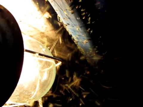 filmare chironomide Matita