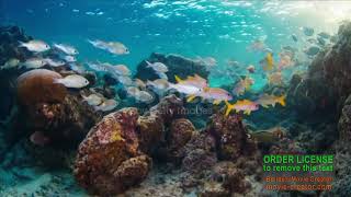 Download lagu DE ATITA VREME TE ASTEPT ISUSE NOU 2025 M 1 mp3 Download lagu DE ATITA VREME TE ASTEPT ISUSE NOU 2025 M 1 mp3