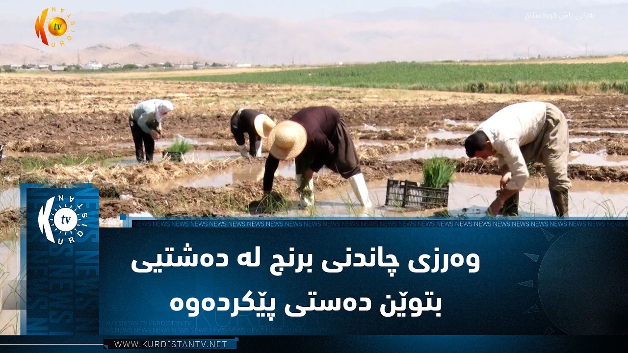 ڤیدیۆ | دەڤەری ڕاپەڕین ..   وەرزی چاندنی برنج لە دەشتیی بتوێن دەستی پێکردەوە