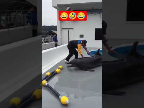 Dauphins étonnants - dauphins amusants| dauphins s'amusant dans la piscine|dauphins jouant