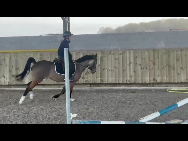 Cavalla Welsh Part Bred In vendita 2019 Isabella ,  VEENSTRA'S GRAPJAS