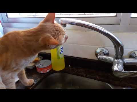 Felipe mi gato travieso| Felipe my naughty cat