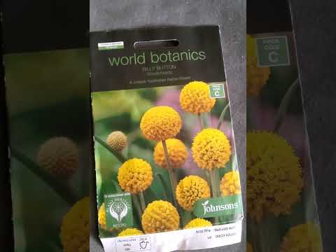 How to grow Billy Buttons(craspedia) in Perth Western Australia