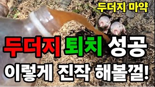 두더지 100프로 퇴치하는 기발한방법 씨까지 말립니다! #두더지퇴치 #올킬 #들쥐 #두더지퇴치약 #두더지약 …