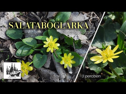 Salátaboglárka