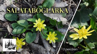 Salátaboglárka – fajismertető videó