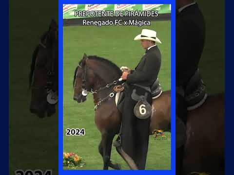 PREPOTENTE DE PIRÁMIDES LAS FLORES 2024 #trochaygalope #caballos #shortsvideo