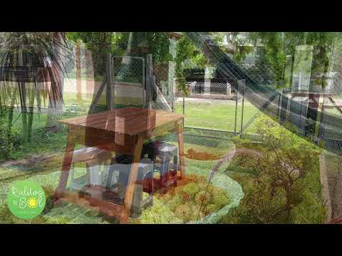 Video de Rulitos de Sol