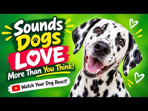 Sounds Dogs LOVE More Than You Think 🐶❤️ Watch Your Dog React!