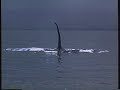 Opening To Free Willy US VHS 1993