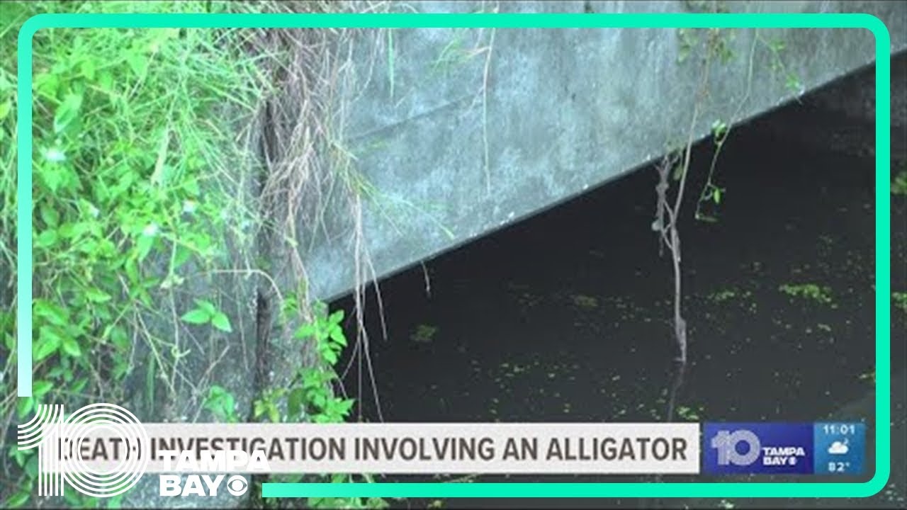 Florida: Riesiger Alligator mit menschlichen Überresten im Maul gefangen (Video)