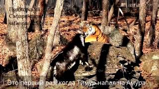 Козел тимур и тигр амур