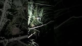 Download lagu BURUNG SINTAR DI MALAM HARI || Suka Berbunyi Gacor mp3 Download lagu BURUNG SINTAR DI MALAM HARI || Suka Berbunyi Gacor mp3