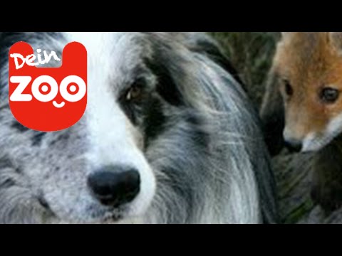 Fuchs und Hund werden beste Freunde!
