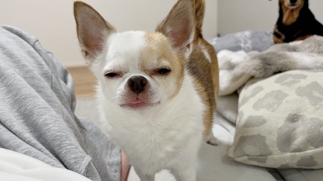 ご飯がもらえずブチ切れるチワワさん