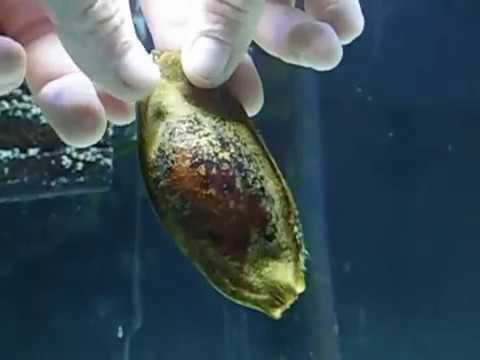HATCHING A CORAL BANDED SHARK EGG!