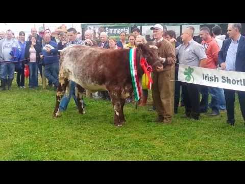 Irish Beef Shorthorn Society Video