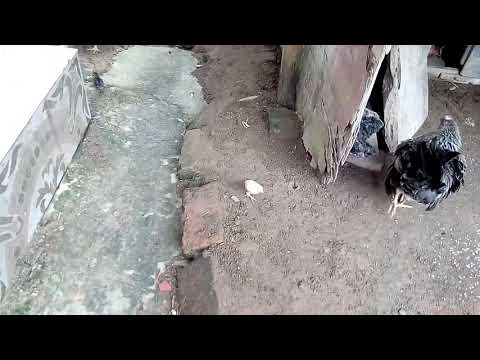 আমরা  ফুল পিঠা কিভাবে banai dekhun ❤️#banglablog