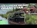 TERHARU LIHAT ORANGUTAN DI HABITAT ASLI MEREKA ️Taman Nasional Tanjung Puting