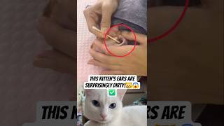 This kitten's ears are surprisingly dirty #KittenCare #EarCleaning #PetCare #KittenGrooming
