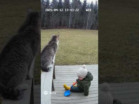 Cat save baby from another cat #ai #cute #racon #sora2