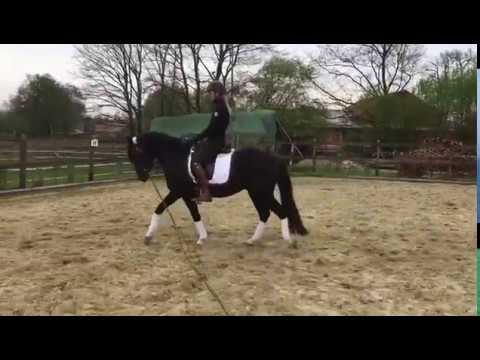 3-jähr. Ponywallach v. Nutrix-Hilkens Black Delight