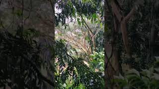 🌧️ CHUVA PODEROSA !!! #chuvaparadormir #sompararelaxar #rainsounds #shorts